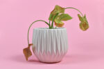 3d printed potplant