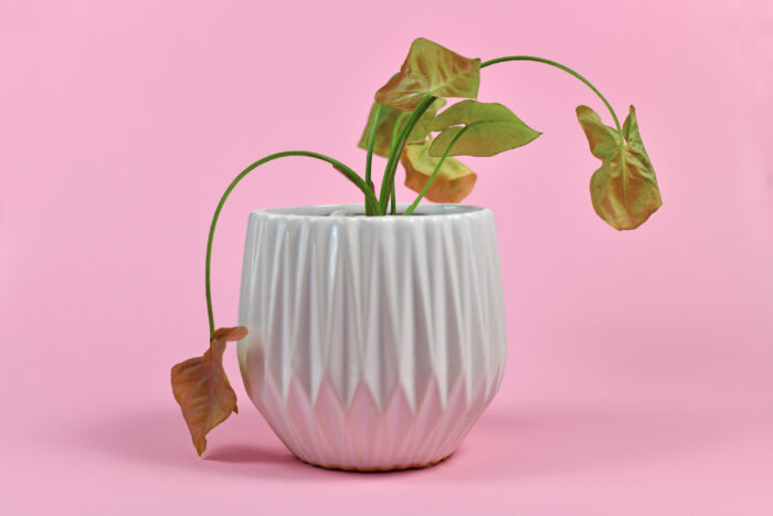 3d printed potplant